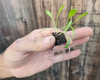 Micro soil block ready for transplanting into Mini 4 soil block