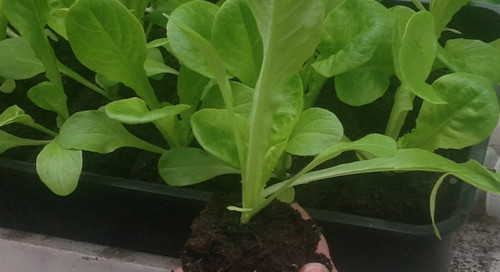 7/8" Dowel Seed Pins for Ladbrooke Mini 4, Mini 5, Multi 6, Multi 12, and Multi 20 (Pack of 4)