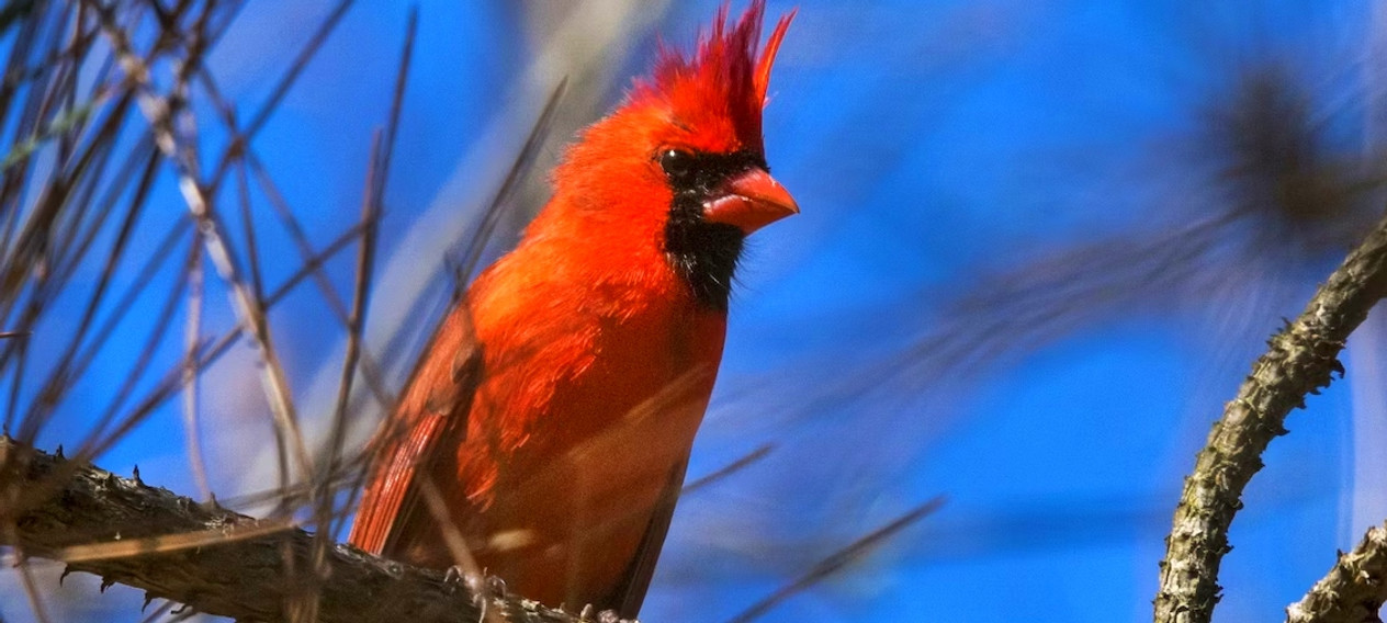 The Surprising Symbolism of Cardinals in the Spiritual Life