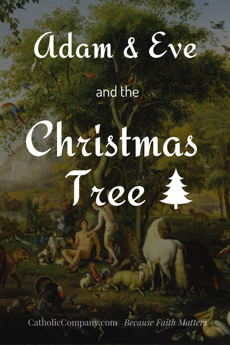 Do you know the connection between Adam, Eve, and the Christmas tree?