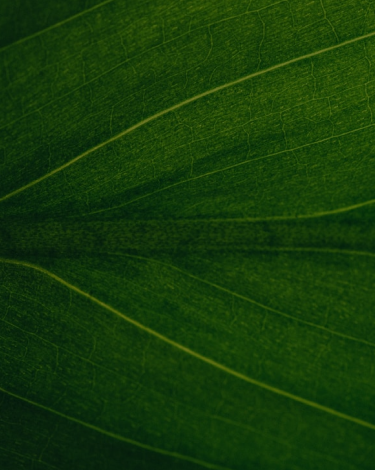 Green Leaf Background