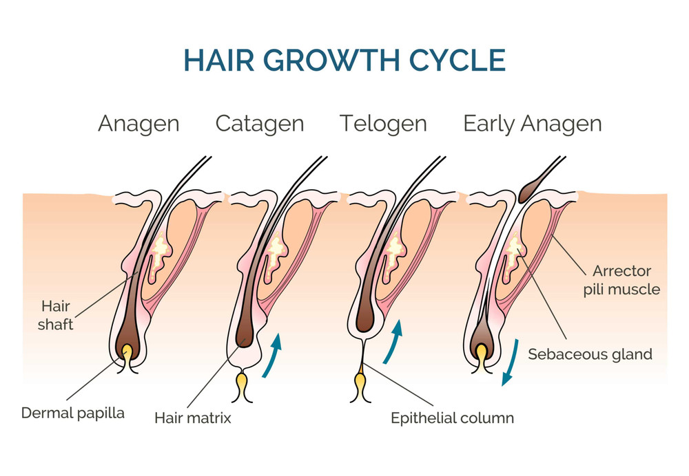 Hair Growth