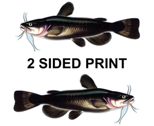 Catfish 8" Two-Sided Fish Stickers – 10 Pack