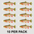 Rainbow Trout Sticker – 8” Fish Decal (10 Pack)