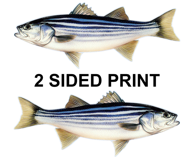 Striped Bass 8" Two-Sided Fish Stickers – 10 Pack