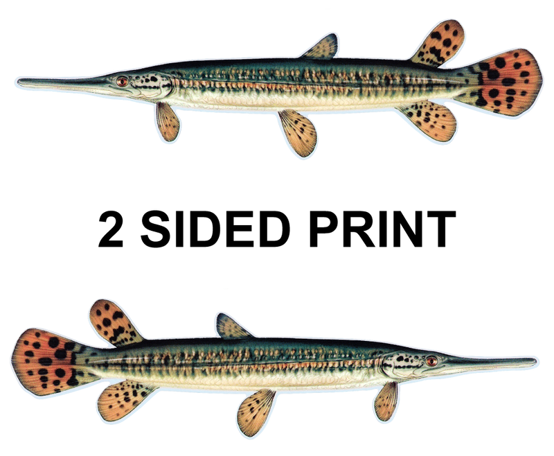 Spotted Gar 8" Two-Sided Fish Stickers – 10 Pack