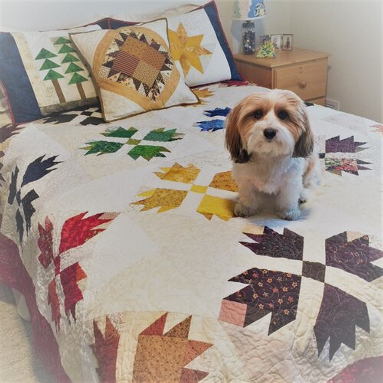 Bennie on a fall colored bear paw quilt