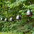 Electric Caf String Lights with 10 Bronze Metal Domes