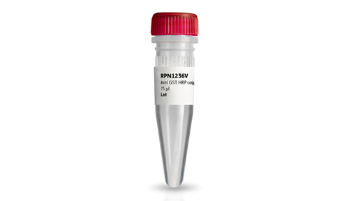 Anti-GST HRP Conjugate, 75 uL-CYTIVA RPN1236