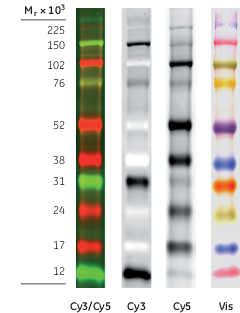Amersham ECL Plex fluorescent rainbow molecular weight markers, 500uL-CYTIVA RPN851E