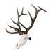 Elk Positioner - European Skull Wall Mounted