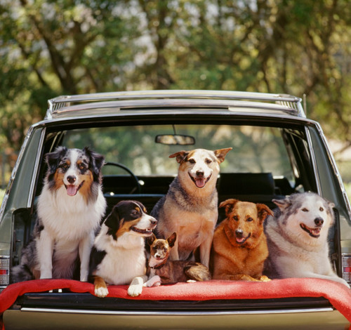 9 Tips for Traveling with a Pet