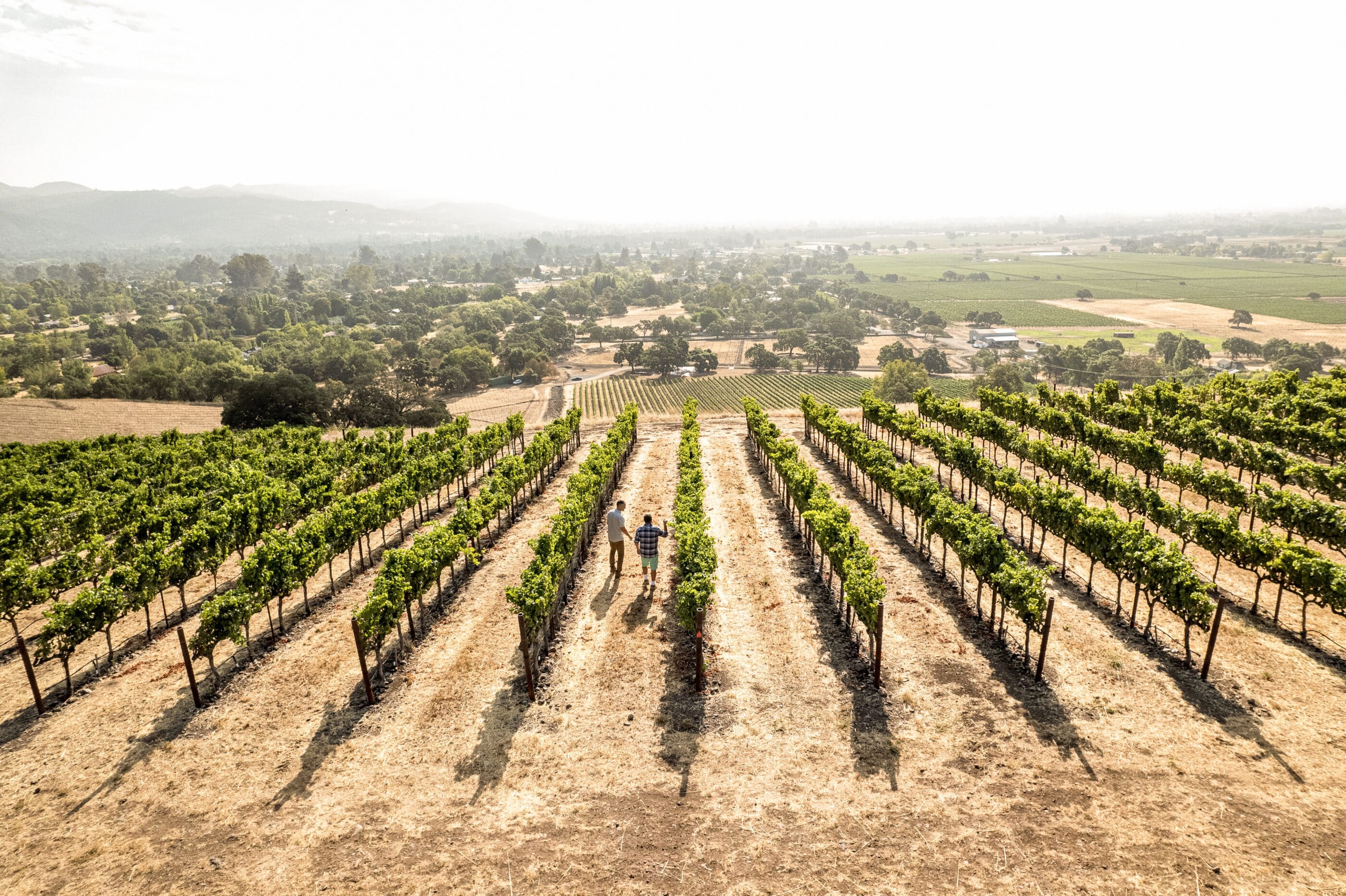 two people walking through the vineyard