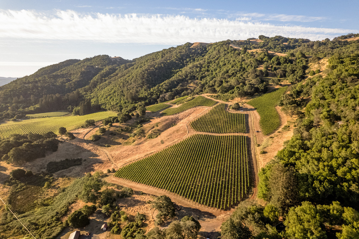 Vineyard from top view