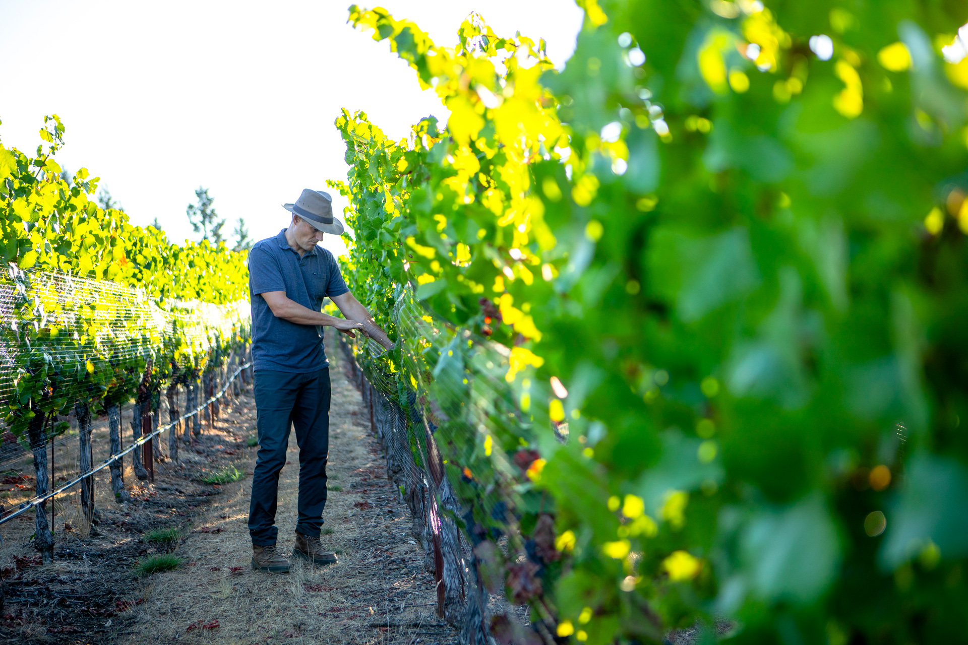 Worker man taking care of grapes at the vineyard