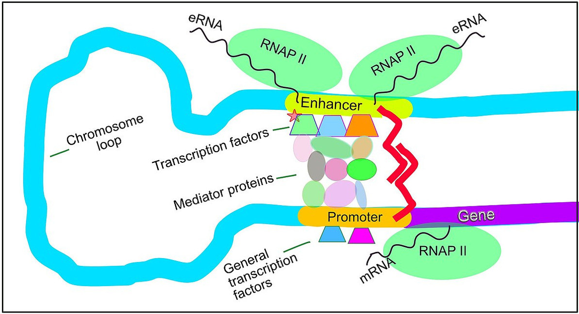 Unlocking the Mysteries of Transcription Factors: The Orchestra Conductors of Gene Expression