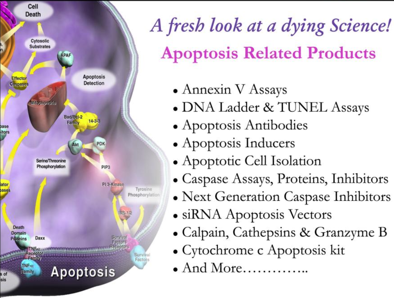 biovision-apoptosis.png