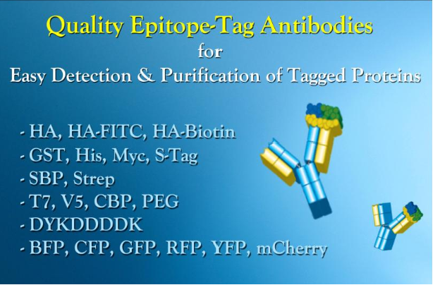 biovision-tag-antibodies.png