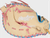 Rawlings RODCTSB-10CCB Heart of The Hide Fastpitch First Base Glove 13"