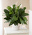 Chicago's Peace Lily