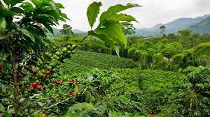 Uganda Bugisu AA ROASTED Single Origin coffee beans