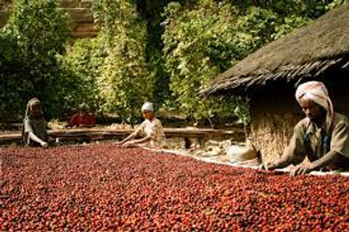 Ethiopian coffee farm