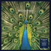 BLUETONES - EXPECTING TO FLY: 25TH ANNIVERSARY VINYL LP