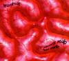 GRAVELROAD - BLOODY SCALP OF BURT MERLIN CD
