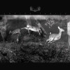 ANTLER FAMILY - ANTLER FAMILY VINYL LP