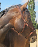 Spanish Lunging Cavesson