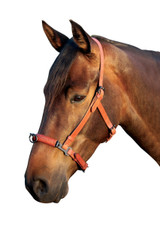 Spanish Lunging Cavesson