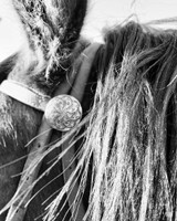 JWP Bridle Conchos (pair)  JWP Bridle Conchos (pair)