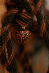 Hackamore 1/2" #13