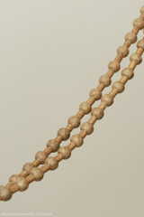 Romal Rein 20 Plait 52" MHT#116