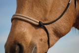 Rope Halter #125 with Parachute Cord Wrapped Noseband 