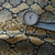 golden Snake Printed Chrome Tan Aniline Leather