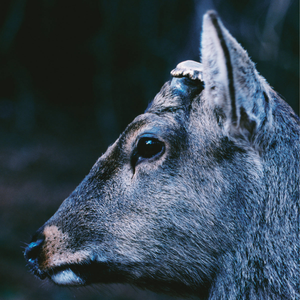 TOE - The Book About My Idle Plot on a Vague Anxiety (Deer Glisten Blue vinyl)