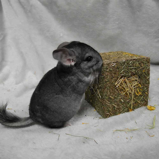 Rosewood I Love Hay Cube Small Animal Treats - Medium