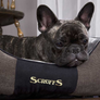 Scruffs Chester Dog Bed - Graphite