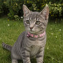 Ancol Softweave Reflective Elastic Cat Collar