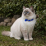 Ancol Softweave Reflective Elastic Cat Collar