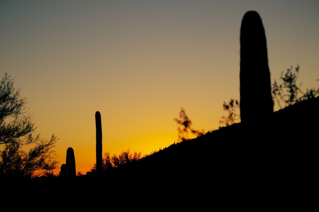 The Ultimate Saguaro National Park Visitor Guide