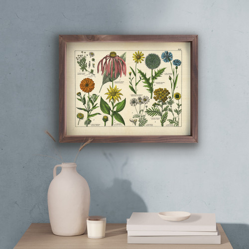 Framed Art - Plants