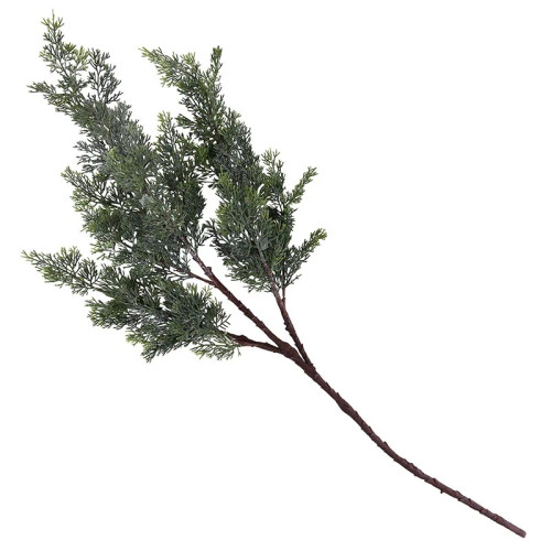 Evergreen Branch