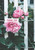 Greeting Card - Thank You Floral