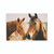 Horses (PTC0009)