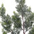 Evergreen Branch