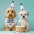 Pet Birthday Book Box - Calling All Party Animals