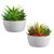 Succulents in Round Pot - Set of 2