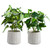 Plant in Cement Pot - Set of 2